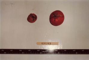 Click for 1 image(s) for this accession. FRUIT